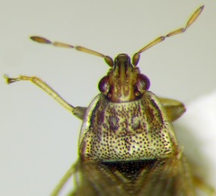 Holcocranum saturejae