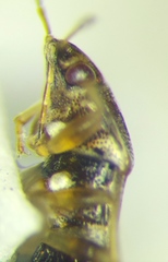 Holcocranum saturejae