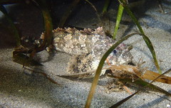 Hemilepidotus hemilepidotus