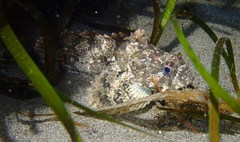 Hemilepidotus hemilepidotus