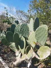 Opuntia tunoidea