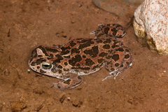 Bufotes boulengeri
