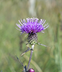 Cirsium suzukaense