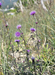 Cirsium suzukaense