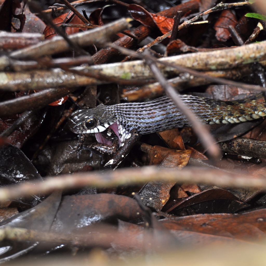 Malayan Spotted Keelback Water Snake