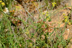 Notobubon collinum