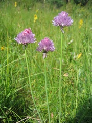 Allium ledebourianum