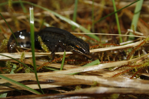 Lissotriton helveticus