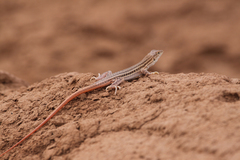 Acanthodactylus boskianus