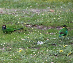 Barnardius zonarius semitorquatus