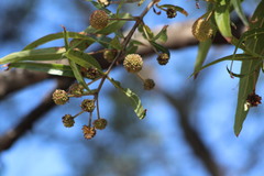 Cephalanthus salicifolius