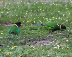 Barnardius zonarius semitorquatus