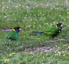 Barnardius zonarius semitorquatus