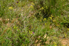 Notobubon collinum