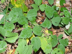 Rubus bavaricus