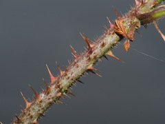 Rubus bavaricus
