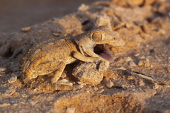Tarentola chazaliae