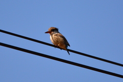 Halcyon chelicuti chelicuti