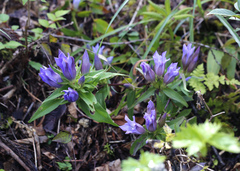 Gentiana scabra buergeri