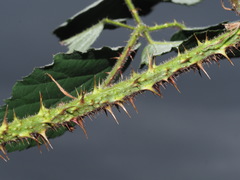 Rubus bavaricus