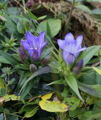 Gentiana scabra buergeri