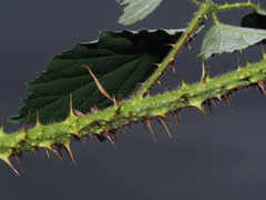 Rubus bavaricus