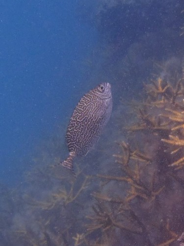 Siganus spinus