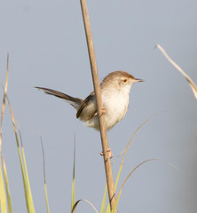 Prinia gracilis