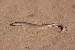 Chalcides sphenopsiformis