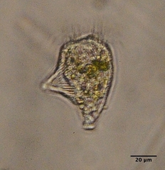 Strobilidium
