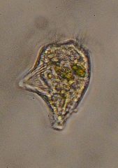 Strobilidium