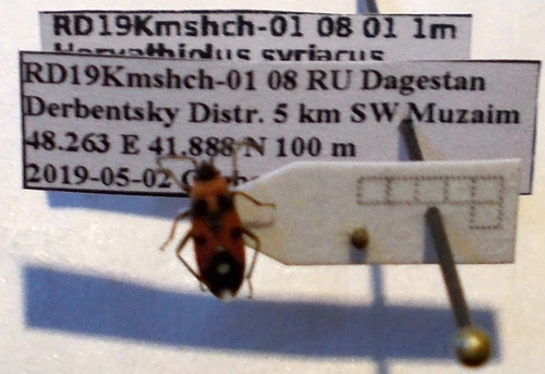 Horvathiolus syriacus