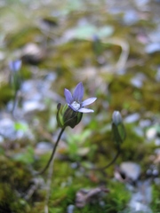 Comastoma malyschevii