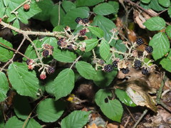 Rubus bavaricus