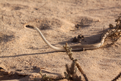Psammophis schokari
