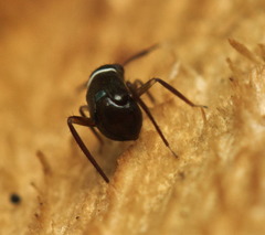 Pilophorus alstoni