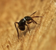 Pilophorus alstoni