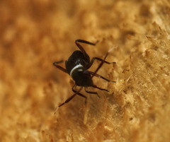 Pilophorus alstoni