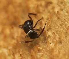 Pilophorus alstoni