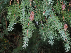 Larix kaempferi