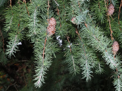 Larix kaempferi