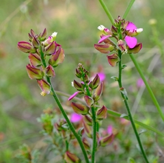 Polygala pubiflora