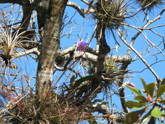 Laelia anceps