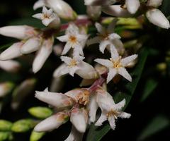 Leucopogon australis