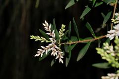Leucopogon australis
