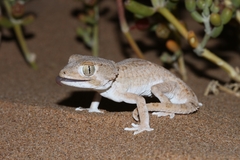 Tarentola chazaliae