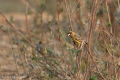 Emberiza bruniceps