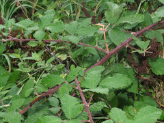 Rubus elatior