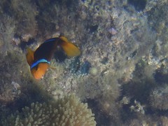 Amphiprion chrysopterus
