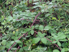 Rubus elatior